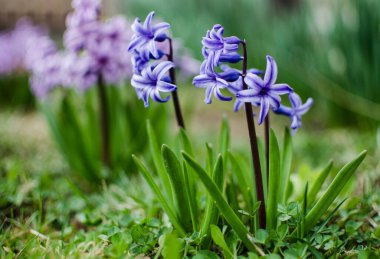 Harika sümbül çiçekleri, sınırlı güneşli bir günde baharda açık havada açar.
