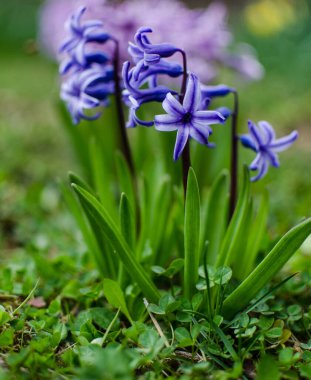 Harika sümbül çiçekleri, sınırlı güneşli bir günde baharda açık havada açar.