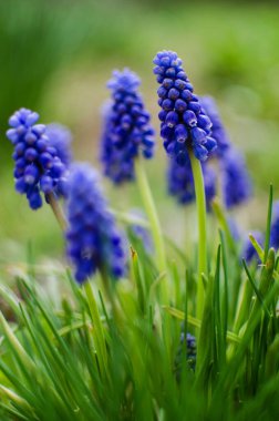 Küçük bahar mavisi Muscari çiçekleri güneşli bir günde açık havada açar.
