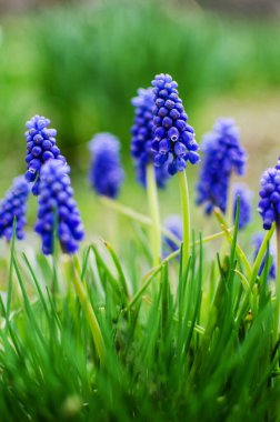 Küçük bahar mavisi Muscari çiçekleri güneşli bir günde açık havada açar.