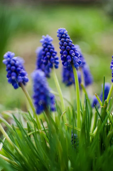 Küçük Bahar Mavisi Muscari Çiçekleri Güneşli Bir Günde Açık Havada — Stok fotoğraf