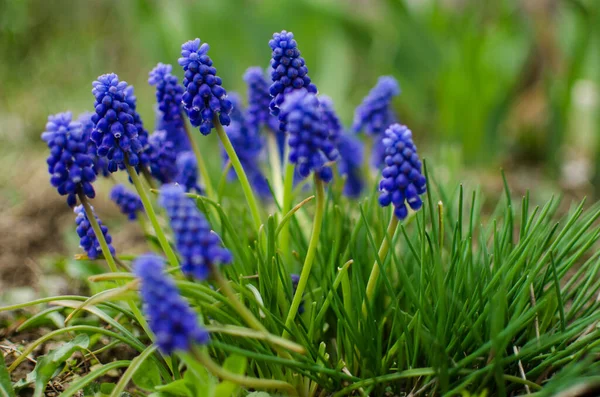 Küçük Bahar Mavisi Muscari Çiçekleri Güneşli Bir Günde Açık Havada — Stok fotoğraf