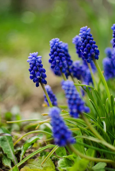 Lilla Våren Blå Muscari Blommor Blommar Utomhus Solig Dag — Stockfoto