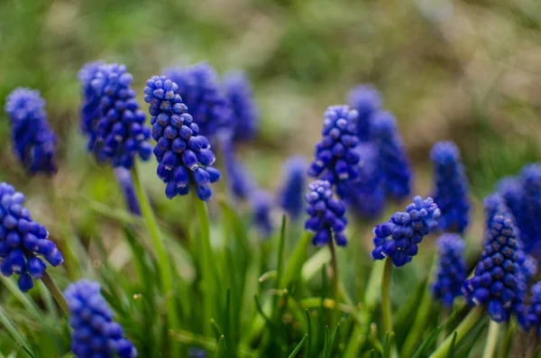 Kis Tavasz Kék Muscari Virágok Nyílnak Szabadban Egy Napsütéses Napon — Stock Fotó