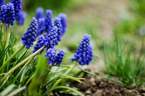 Μικρά Ανοιξιάτικα Μπλε Λουλούδια Muscari Ανθίζουν Έξω Μια Ηλιόλουστη Μέρα — Φωτογραφία Αρχείου