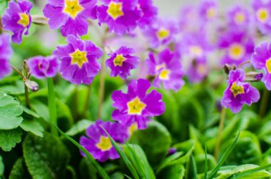 Küçük narin çiçekleri güneşli bir bahar gününde açar.