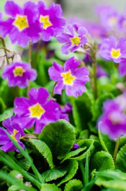 Küçük narin çiçekleri güneşli bir bahar gününde açar.