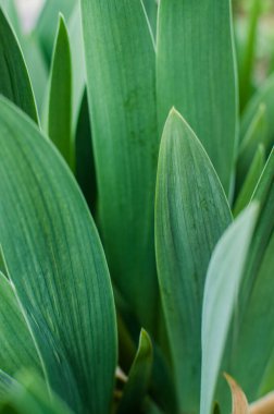 Açık bir arka bahçede yeşil yapraklar büyüten soyutlama