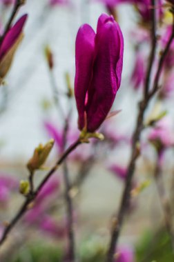 Muhteşem manolya çiçekleri bahar dekorasyonu için açık havada çiçek açar.