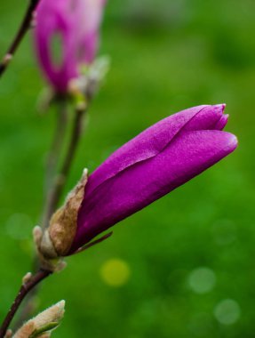 Muhteşem manolya çiçekleri bahar dekorasyonu için açık havada çiçek açar.