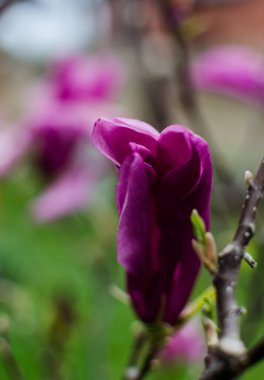 Muhteşem manolya çiçekleri bahar dekorasyonu için açık havada çiçek açar.