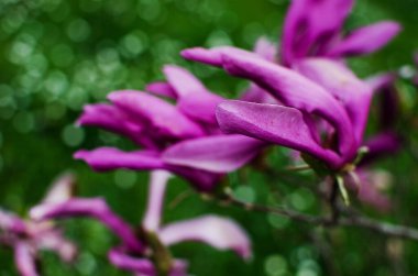Muhteşem manolya çiçekleri bahar dekorasyonu için açık havada çiçek açar.