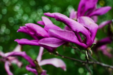 Muhteşem manolya çiçekleri bahar dekorasyonu için açık havada çiçek açar.