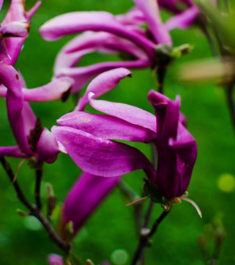 Muhteşem manolya çiçekleri bahar dekorasyonu için açık havada çiçek açar.