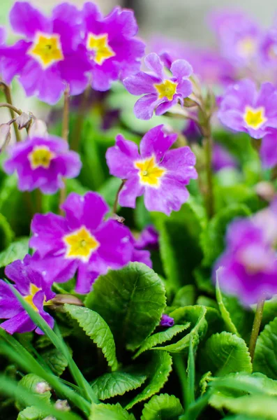 Küçük narin çiçekleri güneşli bir bahar gününde açar.