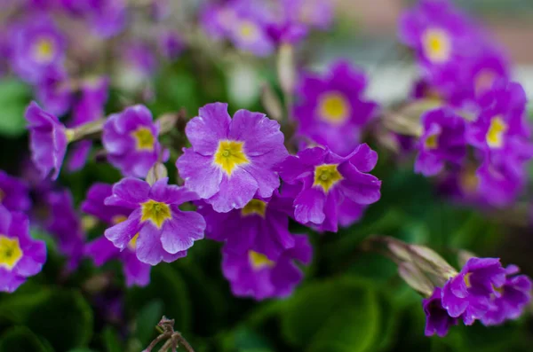 Kleine Broze Primrose Bloemen Bloeien Een Zonnige Lentedag — Stockfoto
