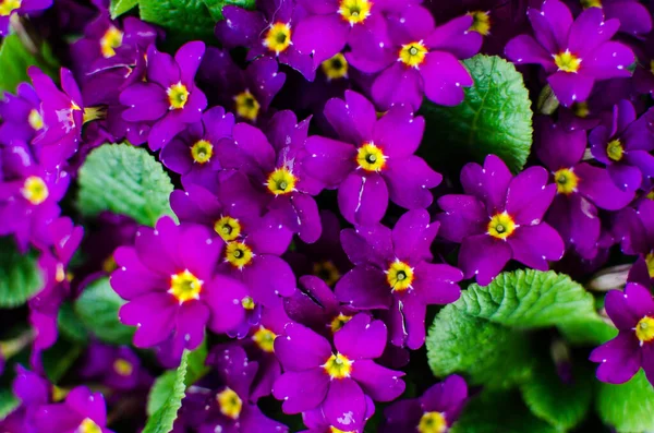 Kleine Zerbrechliche Primeln Blühen Einem Sonnigen Frühlingstag — Stockfoto
