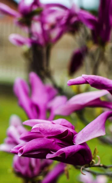 Urocze Duże Kwiaty Magnolii Kwitną Świeżym Powietrzu Wiosennych Dekoracji — Zdjęcie stockowe
