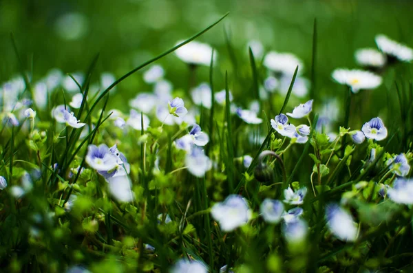 Liten Fjäder Blå Veronica Blommor Blomma Utomhus Gräsmattan — Stockfoto