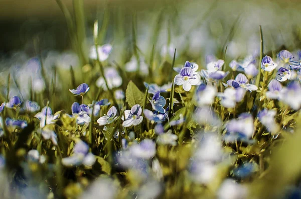 Liten Fjäder Blå Veronica Blommor Blomma Utomhus Gräsmattan — Stockfoto