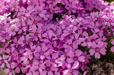 Güneşli bir günde bahar bahçesi dekorasyonu için küçük fenomen çiçekleri.
