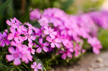 Güneşli bir günde bahar bahçesi dekorasyonu için küçük fenomen çiçekleri.