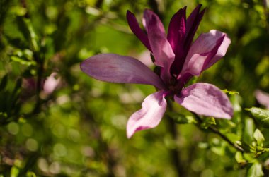 Muhteşem manolya çiçekleri bahar dekorasyonu için açık havada çiçek açar.