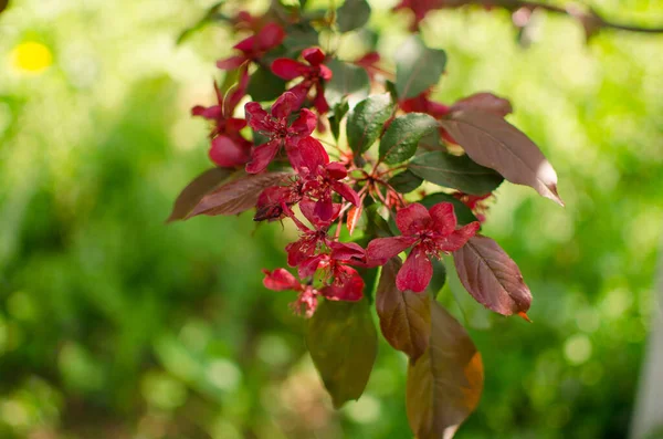 Sanfte Rosa Apfelblüte Auf Einem Frühlingszweig Freien Für Eine Gute — Stockfoto