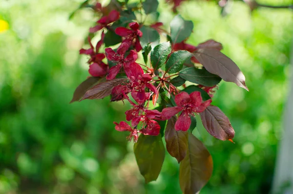 Flor Manzana Rosa Suave Una Rama Primavera Aire Libre Para — Foto de Stock