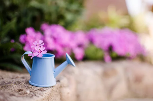 Kis Phlox Virágok Tavaszi Kert Dekoráció Egy Napsütéses Napon — Stock Fotó