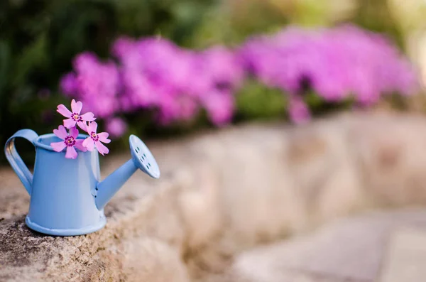 Kis Öntözőedény Vízzel Virágokkal Háttérben — Stock Fotó