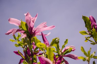 Muhteşem manolya çiçekleri bahar dekorasyonu için açık havada çiçek açar.