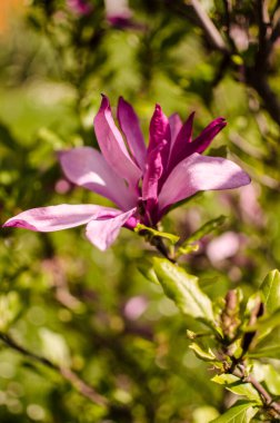 Muhteşem manolya çiçekleri bahar dekorasyonu için açık havada çiçek açar.