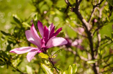Muhteşem manolya çiçekleri bahar dekorasyonu için açık havada çiçek açar.