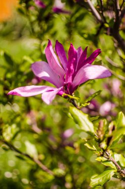 Muhteşem manolya çiçekleri bahar dekorasyonu için açık havada çiçek açar.