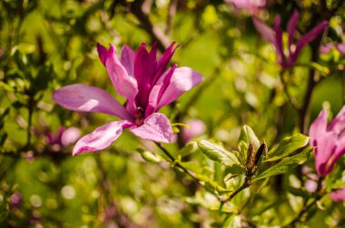 Muhteşem manolya çiçekleri bahar dekorasyonu için açık havada çiçek açar.