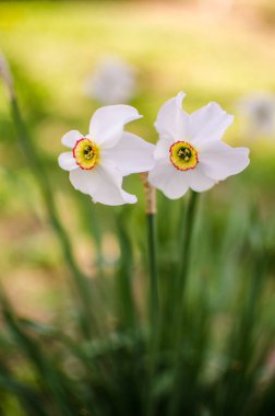 Harika nergis çiçekleri baharda çiçek açar çiçek ve arka plan için.