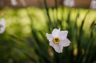 Harika nergis çiçekleri baharda çiçek açar çiçek ve arka plan için.
