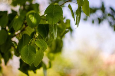 Açık bir arka bahçede yeşil yapraklar büyüten soyutlama