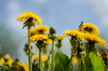 Baharda açık havada narin ve hafif karahindiba çiçekleri.