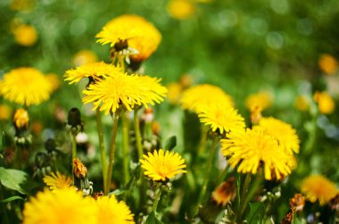 Baharda açık havada narin ve hafif karahindiba çiçekleri.