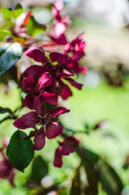 Güzel bir elma hasadı için açık havada bahar dalında açan yumuşak pembe elma çiçeği.