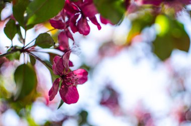 Güzel bir elma hasadı için açık havada bahar dalında açan yumuşak pembe elma çiçeği.