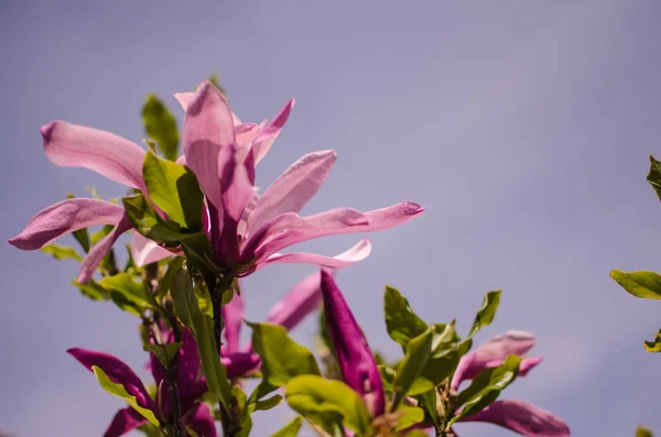 美丽的大木兰花在露天盛开 作为春天的装饰 — 图库照片