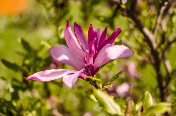 Adoráveis Grandes Flores Magnólia Florescer Livre Para Decoração Primavera — Fotografia de Stock