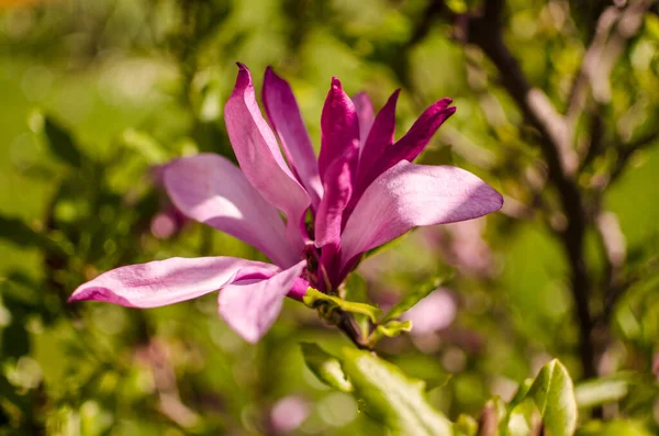 Adoráveis Grandes Flores Magnólia Florescer Livre Para Decoração Primavera — Fotografia de Stock