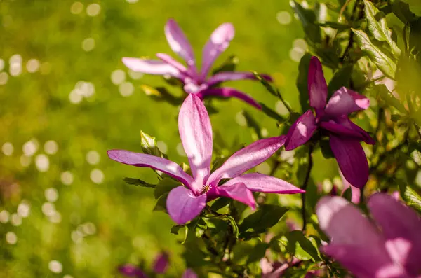 Adoráveis Grandes Flores Magnólia Florescer Livre Para Decoração Primavera — Fotografia de Stock