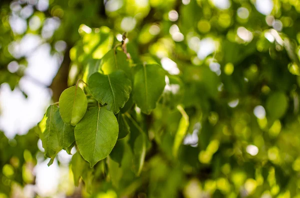 Açık bir arka bahçede yeşil yapraklar büyüten soyutlama