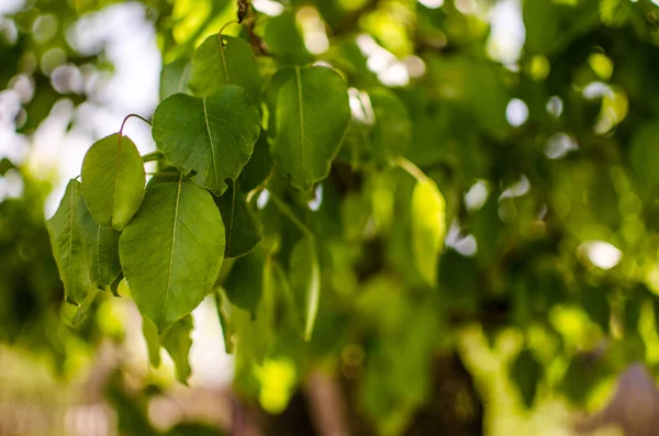 Açık bir arka bahçede yeşil yapraklar büyüten soyutlama