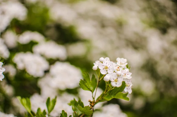 Wilde Meidoorn Struik Bloeit Met Overvloedige Witte Bloemen Het Voorjaar — Stockfoto